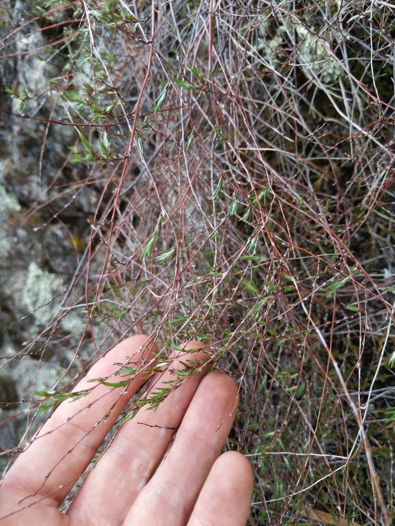 Bolander's Knotweed photo 3