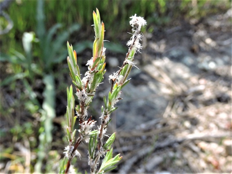 Bolander's Knotweed photo 6