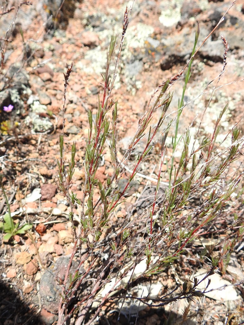 Bolander's Knotweed photo 8