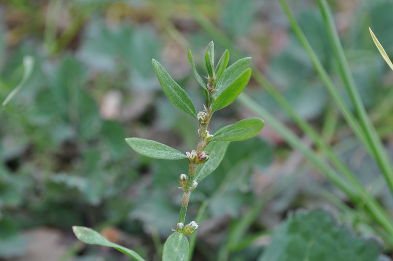 Box Knotweed photo 3