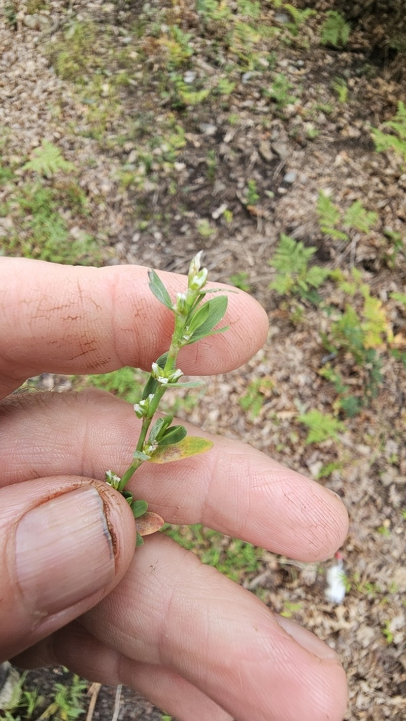 Box Knotweed