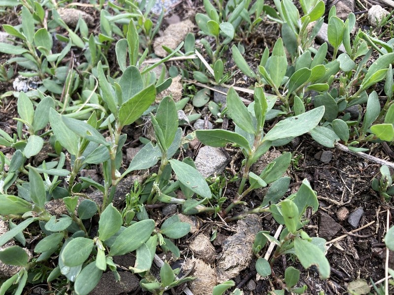 Box Knotweed photo 8