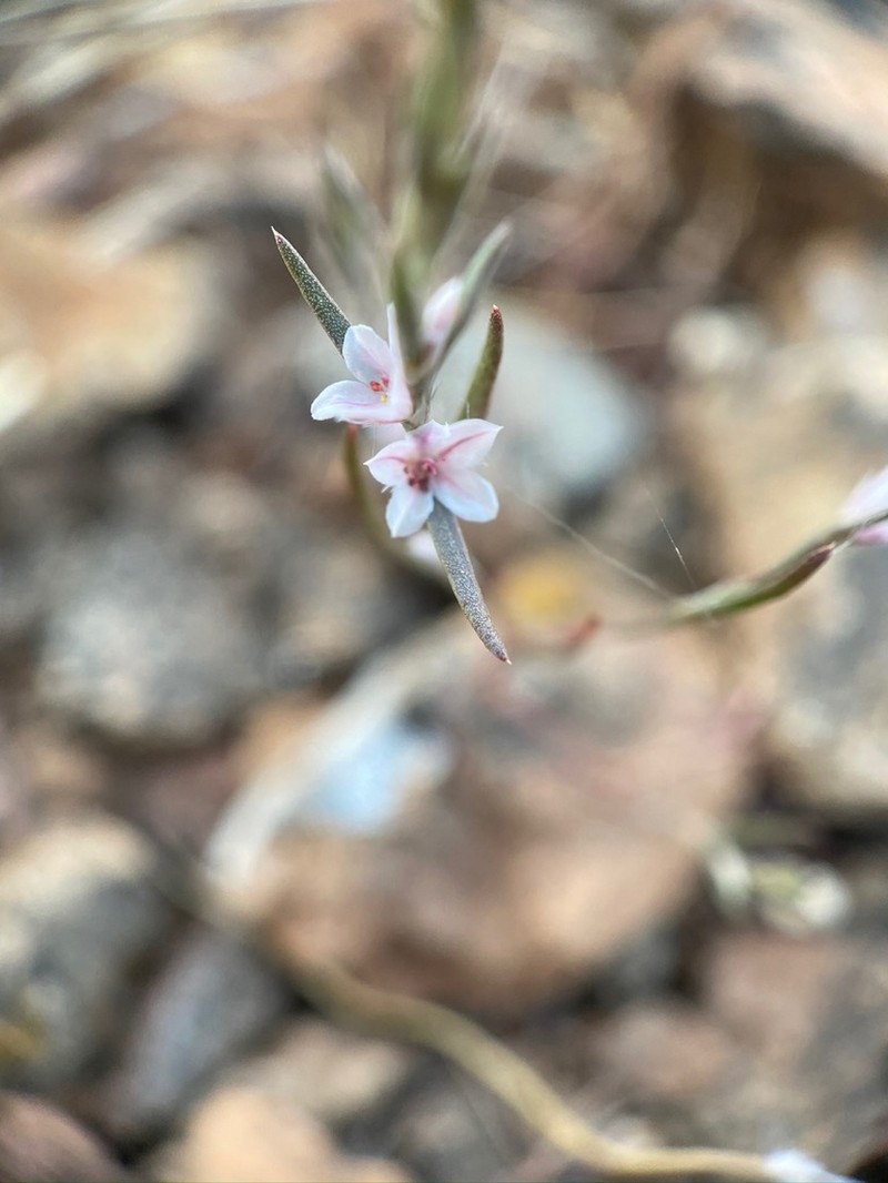 California Knotweed photo 2