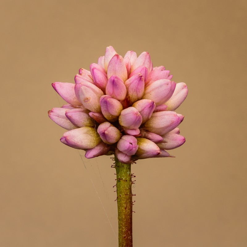 Pinkhead Smartweed photo 2