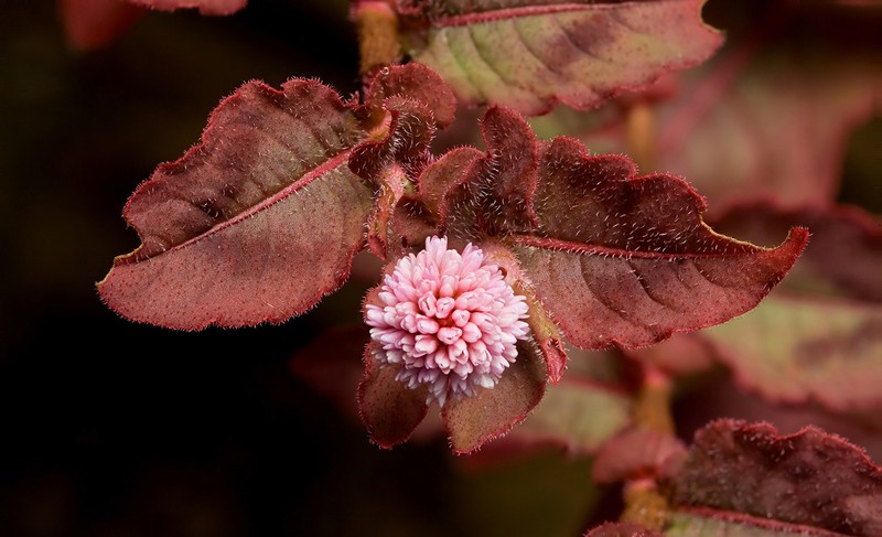 Pinkhead Smartweed