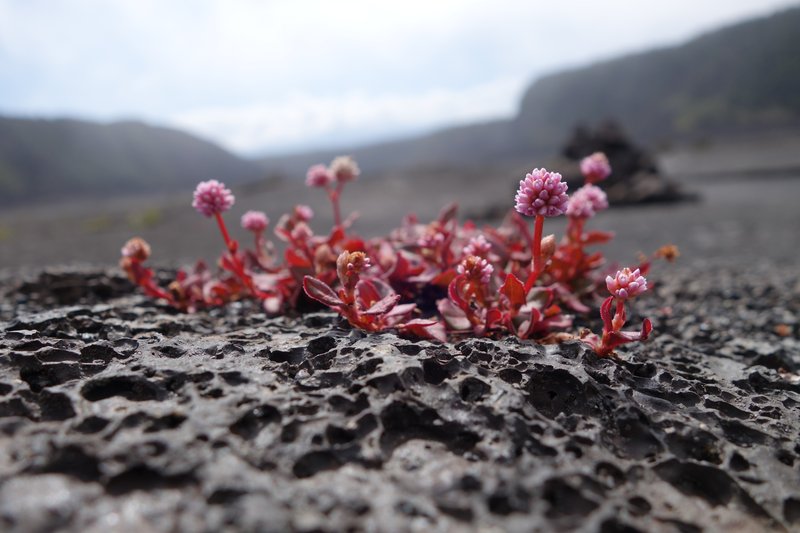 Pinkhead Smartweed photo 3