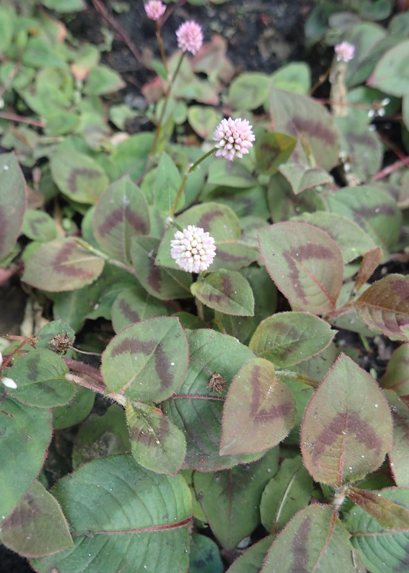 Pinkhead Smartweed photo 4