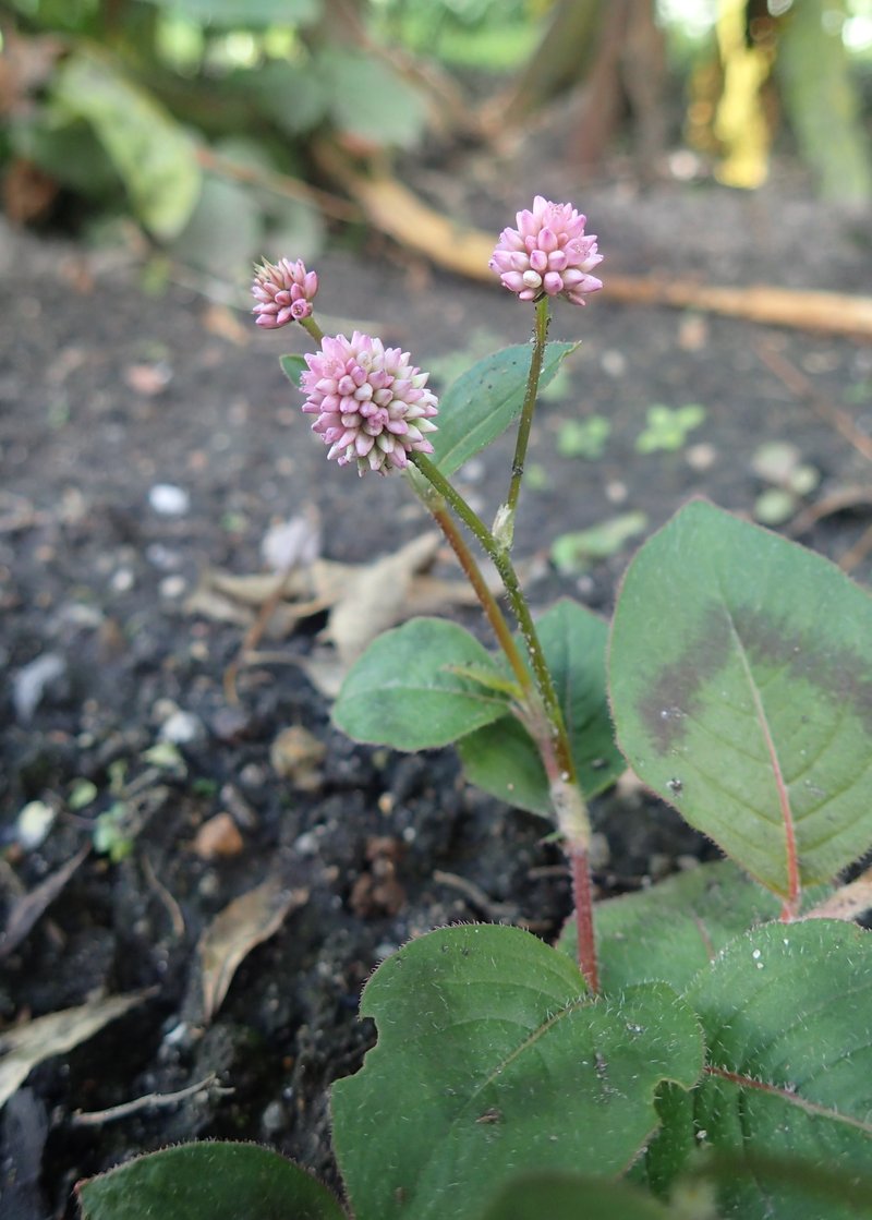 Pinkhead Smartweed photo 5