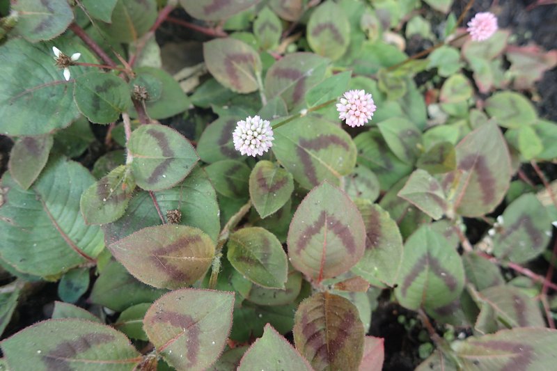 Pinkhead Smartweed photo 6