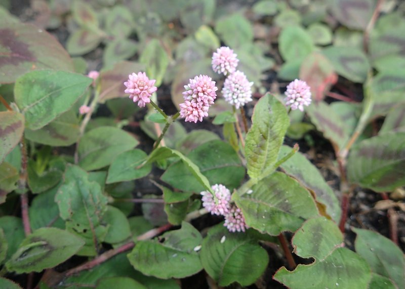 Pinkhead Smartweed photo 7