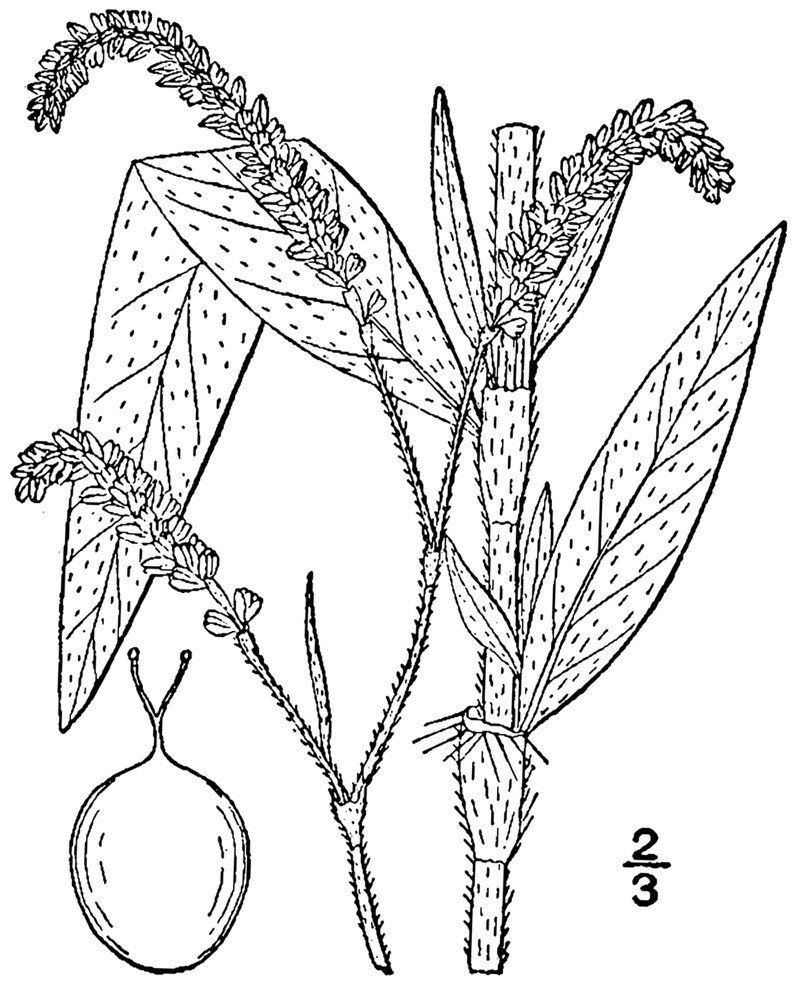 Carey's Smartweed