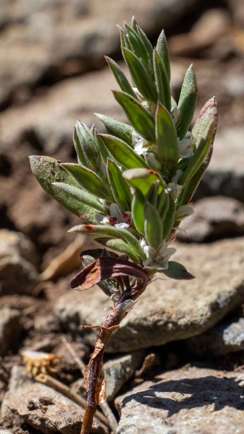 Cascade Knotweed