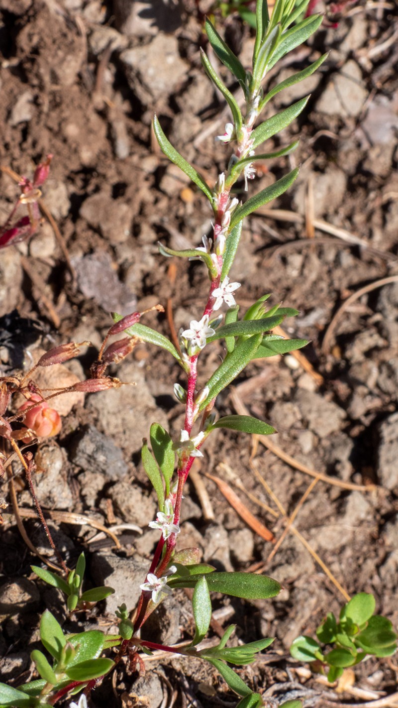 Cascade Knotweed photo 3