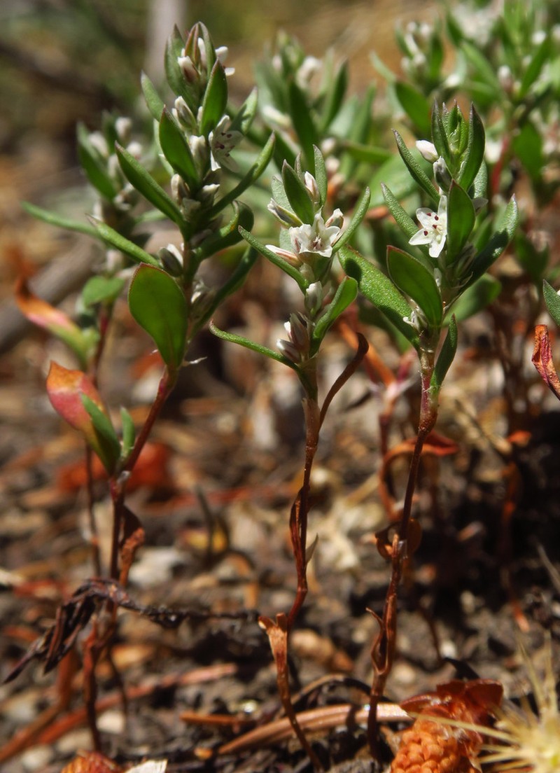 Cascade Knotweed photo 8