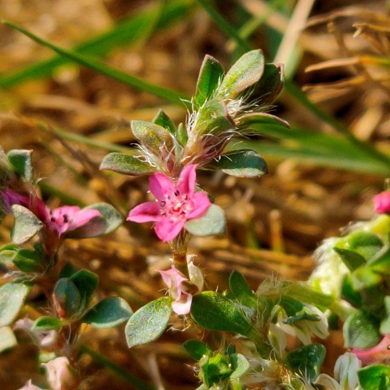 Polygonum chaturbhujanum