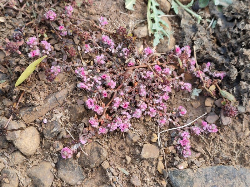 Polygonum chaturbhujanum photo 2