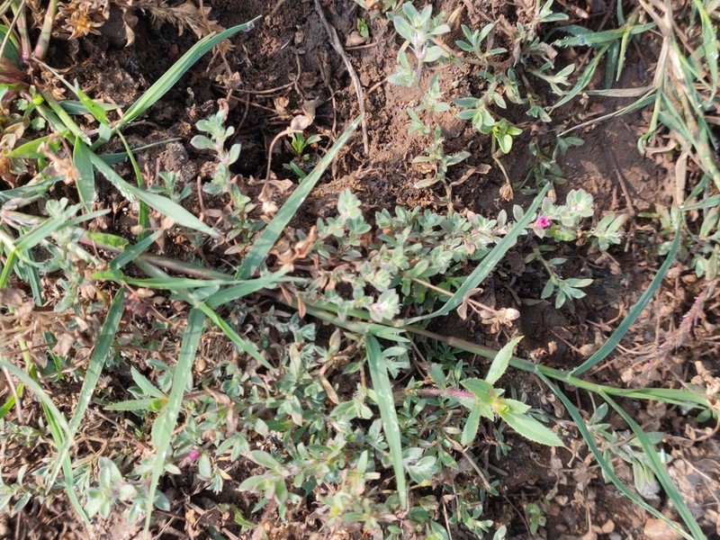 Polygonum chaturbhujanum photo 3