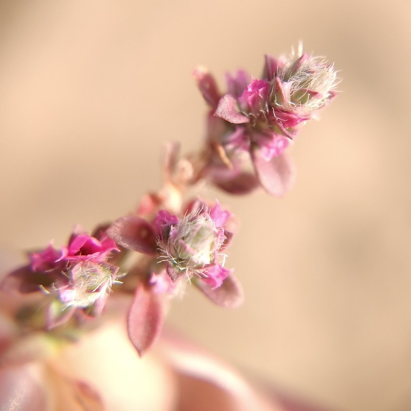 Polygonum chaturbhujanum photo 4
