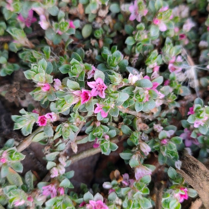 Polygonum chaturbhujanum photo 5
