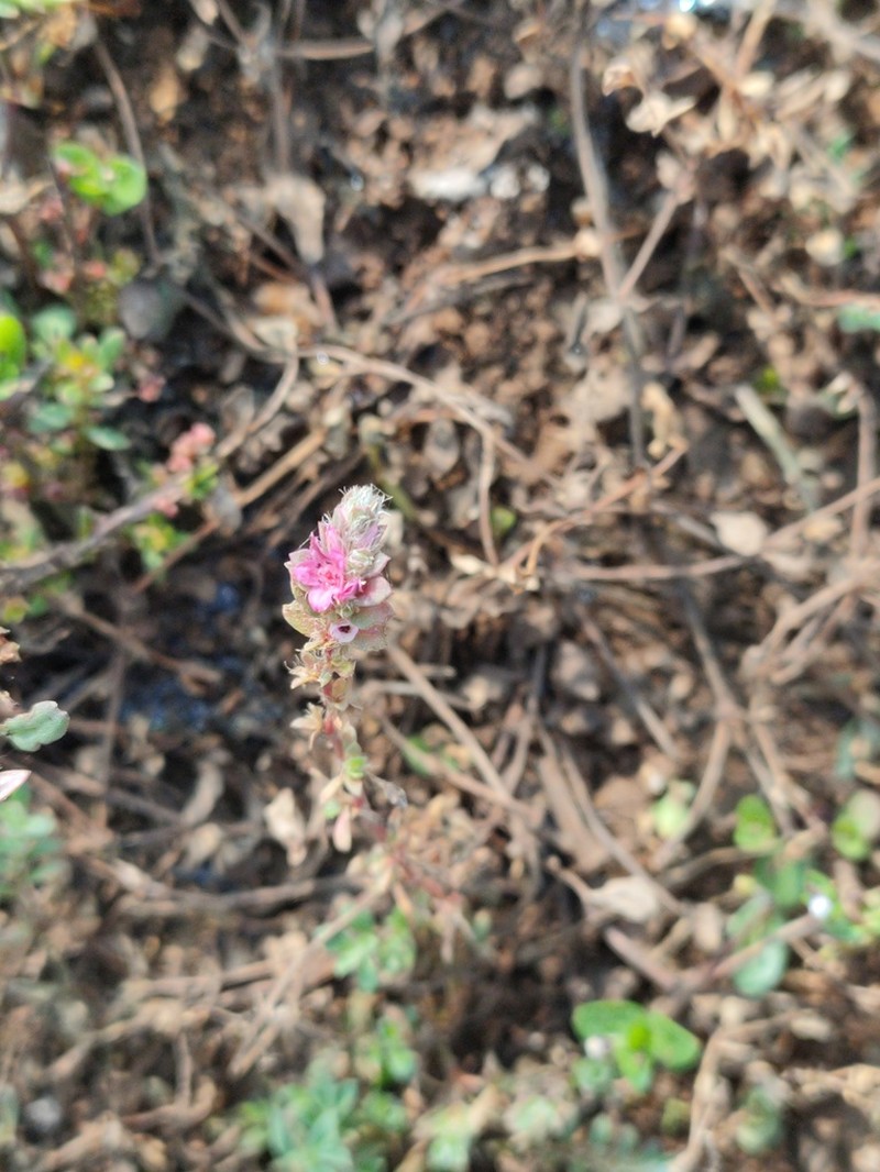 Polygonum chaturbhujanum photo 6