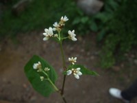 Chinese Knotweed