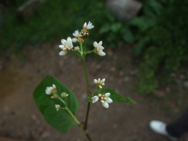 Chinese Knotweed