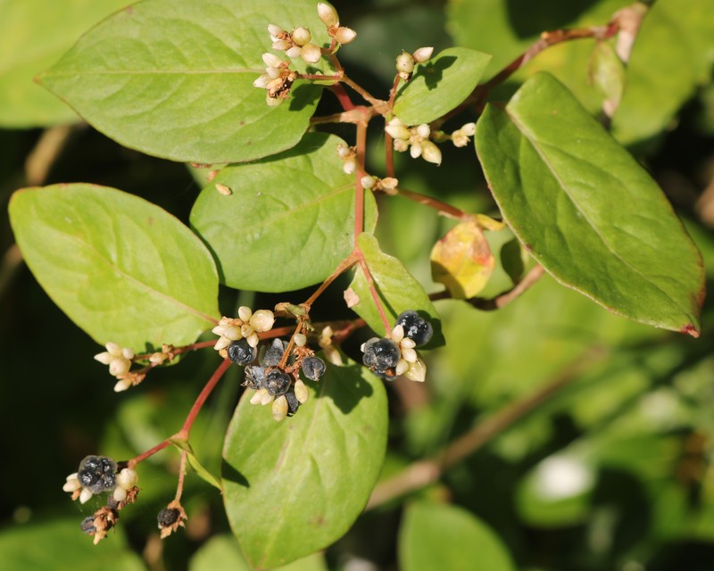 Chinese Knotweed photo 3