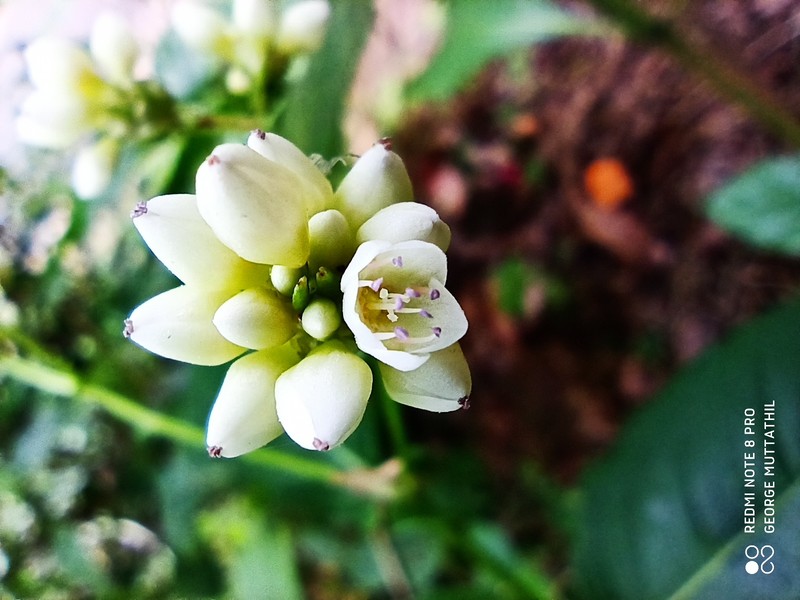 Chinese Knotweed photo 2