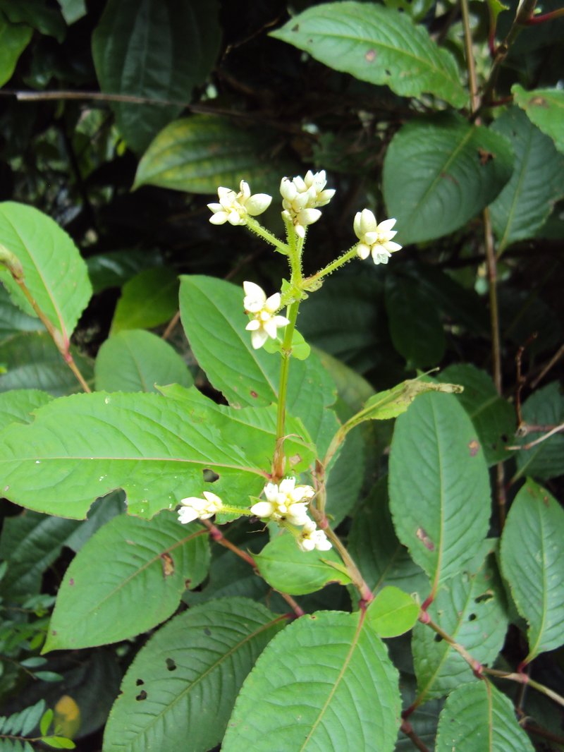 Chinese Knotweed photo 4