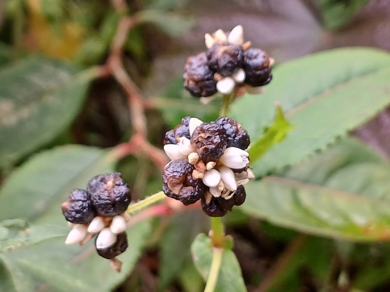Chinese Knotweed photo 5