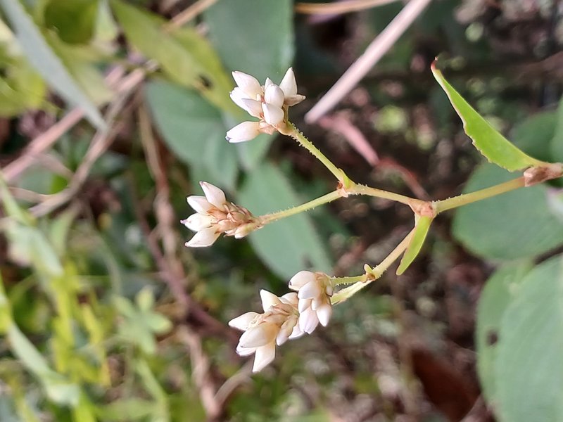 Chinese Knotweed photo 6