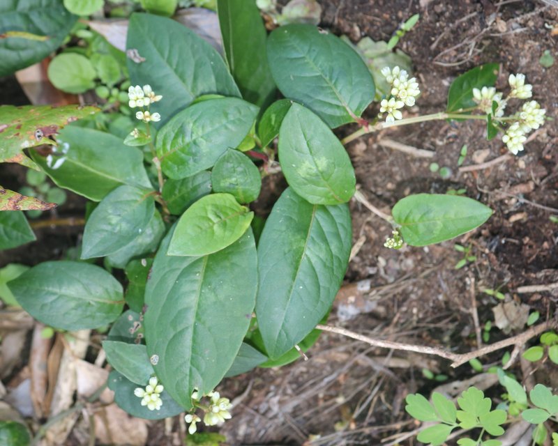 Chinese Knotweed photo 7