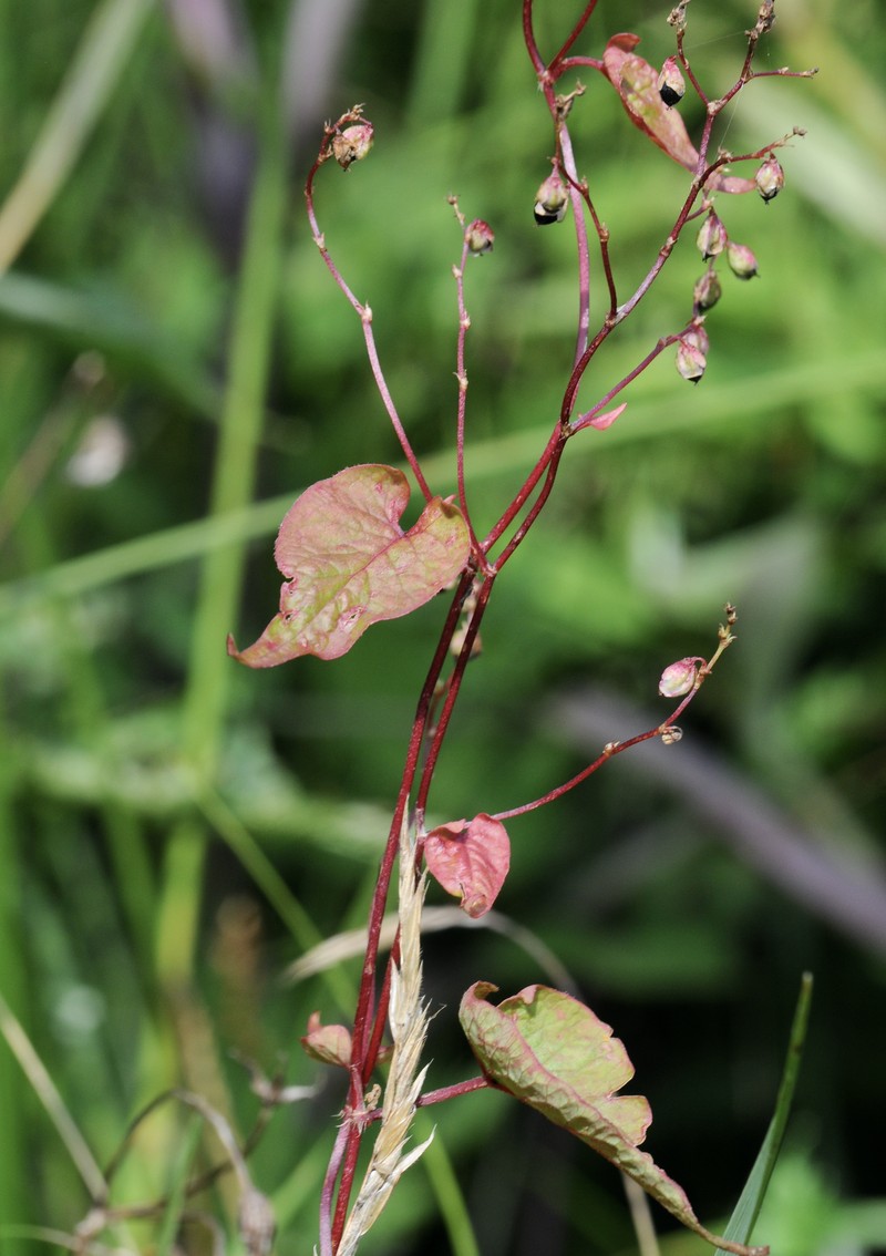 Fringed Black Bindweed photo 3