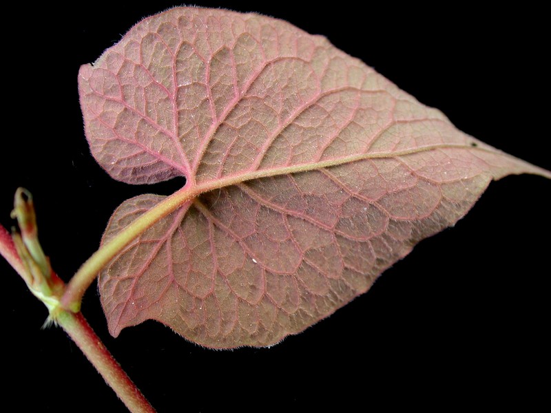 Fringed Black Bindweed photo 4