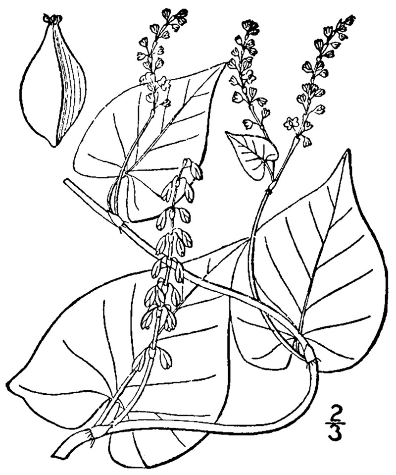 Fringed Black Bindweed photo 5