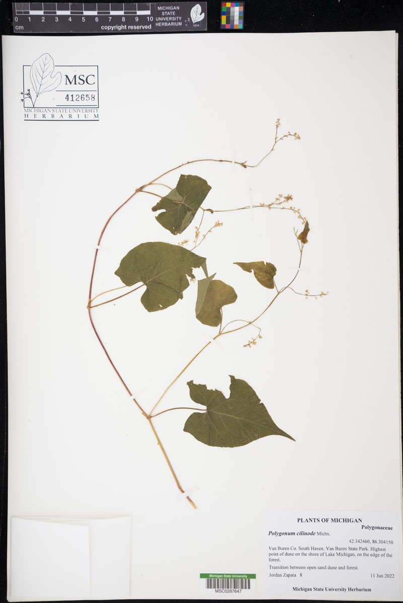 Fringed Black Bindweed photo 2