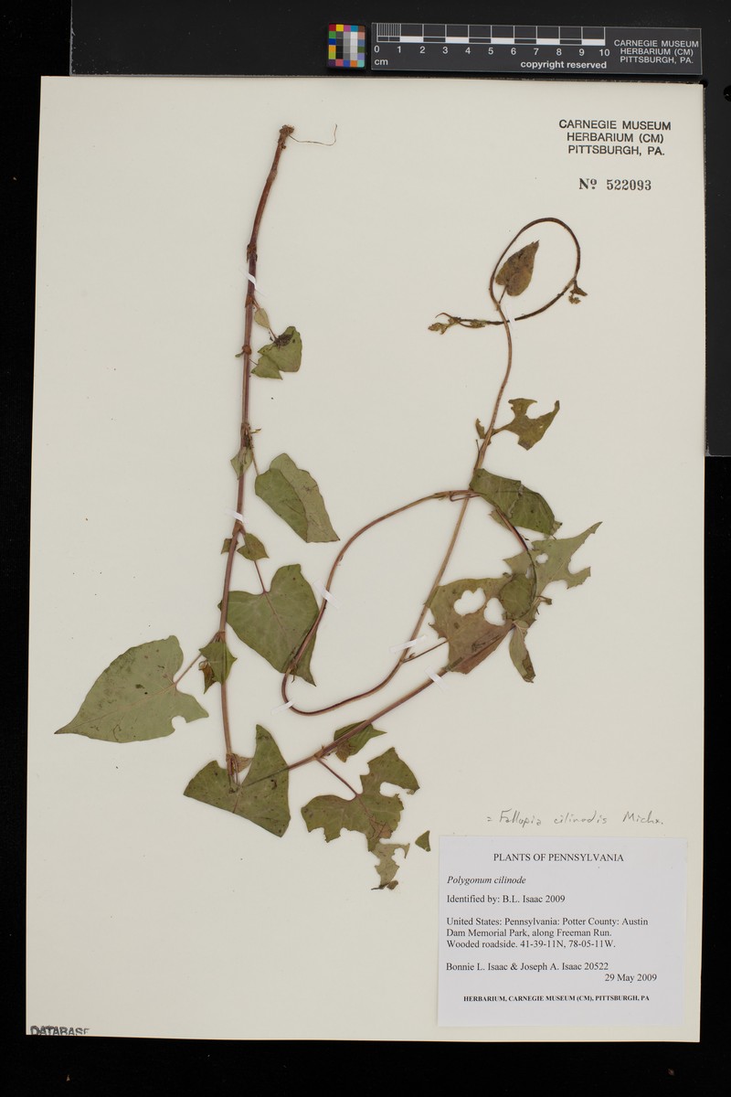 Fringed Black Bindweed photo 3