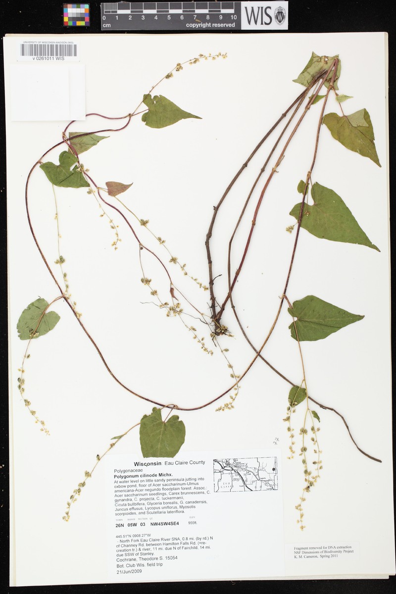 Fringed Black Bindweed photo 4