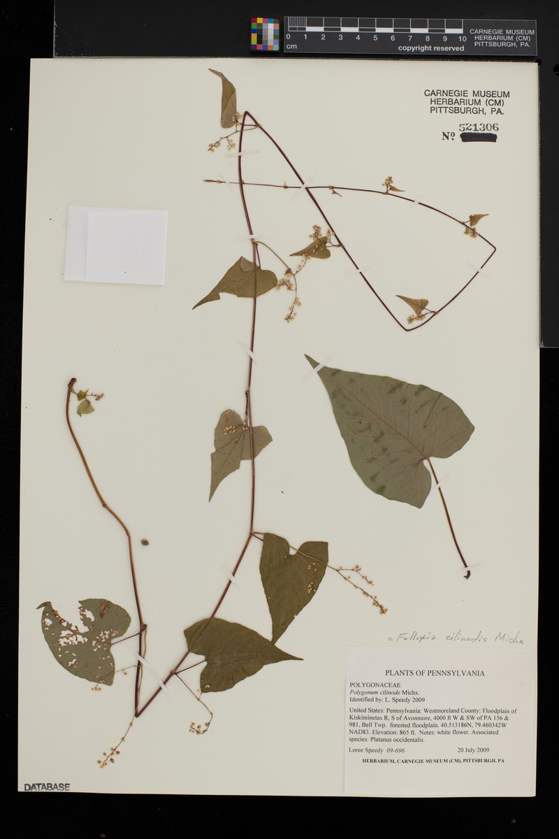 Fringed Black Bindweed photo 6