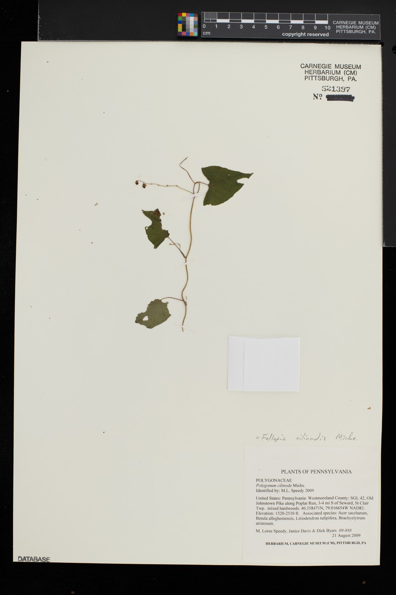 Fringed Black Bindweed photo 7