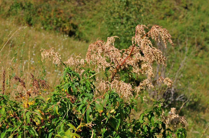 Polygonum cognatum subsp. cognatum