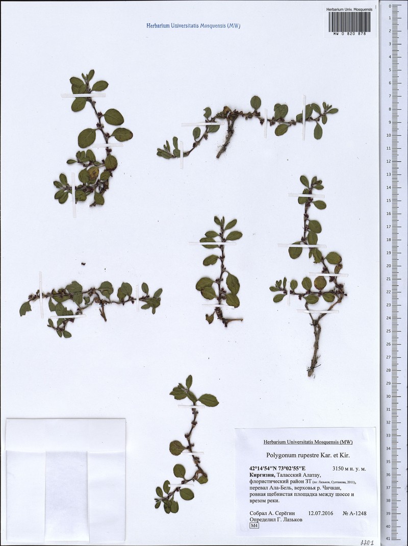 Polygonum cognatum subsp. cognatum photo 2