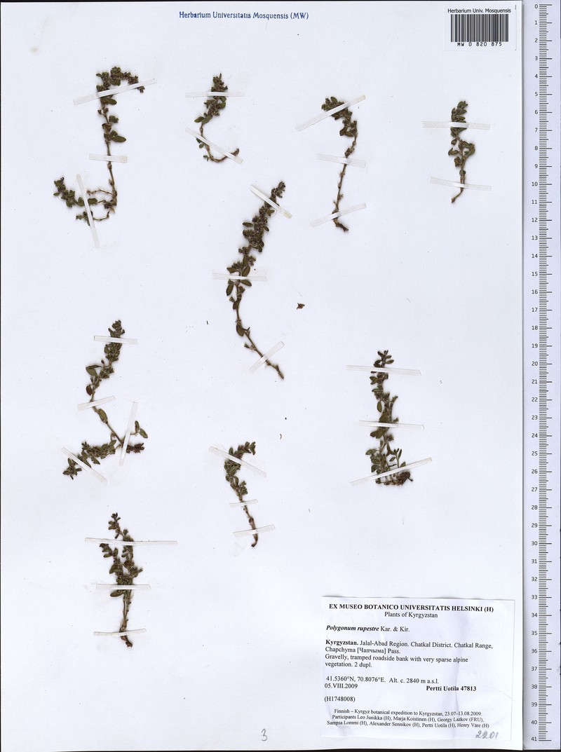 Polygonum cognatum subsp. cognatum photo 3