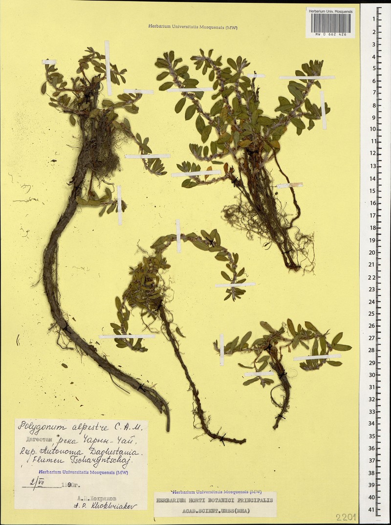 Polygonum cognatum subsp. cognatum photo 4