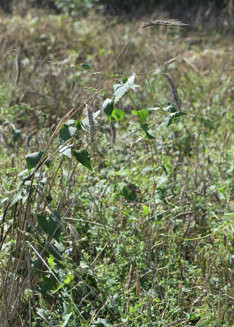 Black Bindweed photo 2