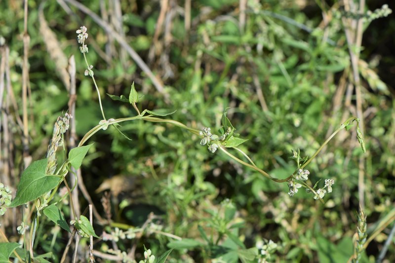 Black Bindweed photo 3