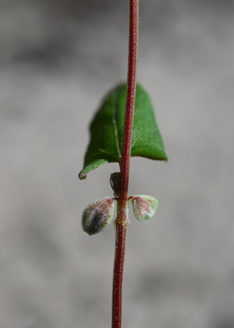 Black Bindweed photo 4
