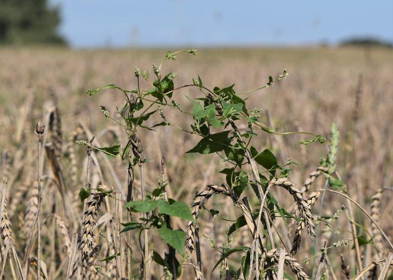 Black Bindweed photo 5