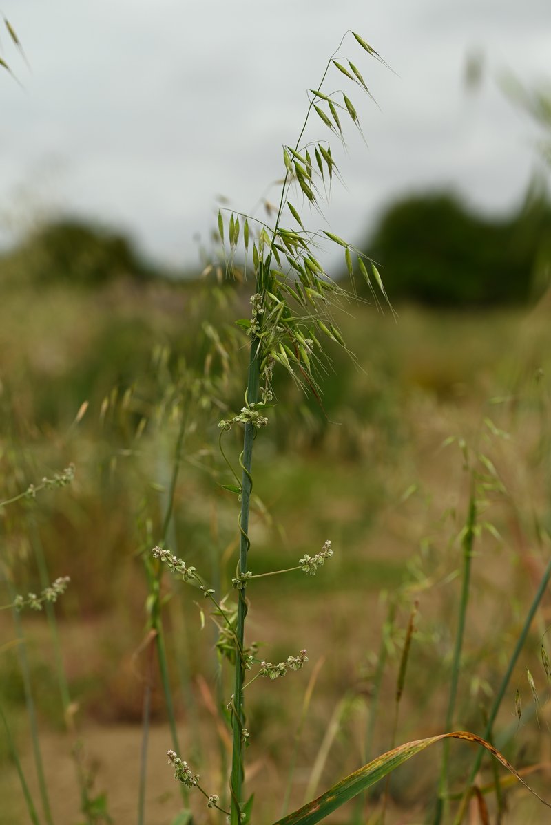 Black Bindweed photo 6