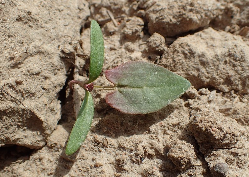 Black Bindweed photo 7